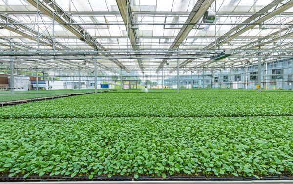 貴陽:提升種業(yè)發(fā)展 保障&ldquo;飯碗&rdquo;安全