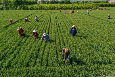 秦豐種業:小麥去雜去劣忙
