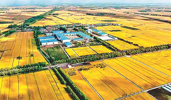 看稻田里蛙鳴魚躍蝦蟹同游