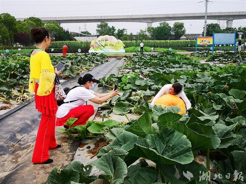 2022武漢種業(yè)博覽會(huì)啟幕 五位院士助陣,展示品種3000個(gè)