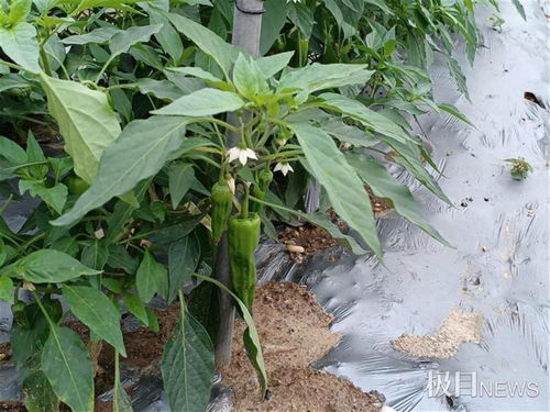 3200種農產品吸引2萬余市民看稀奇,多個新品種亮相武漢種博會