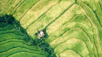 全球十大跨國種業(yè)巨頭將在第26屆農(nóng)高會楊凌國際種業(yè)創(chuàng)新論壇集中亮相