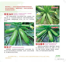 2020年豫藝種業(yè)產(chǎn)品畫冊