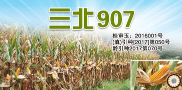 產(chǎn)品 三北種業(yè) sanbeiseed 種子,玉米種子,種業(yè)公司,高產(chǎn)栽培,農業(yè)技術