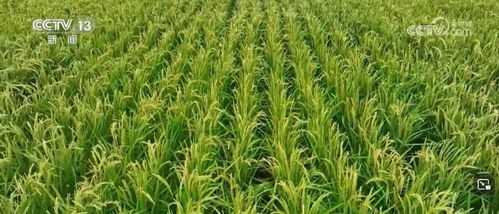 我國(guó)畜禽核心種源自給率超75%，資源保護(hù)體系更加完善