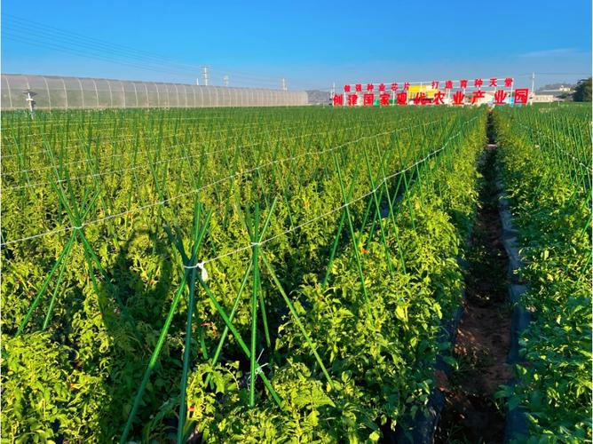 收好攻略，觀展不愁！2023云南·元謀第七屆蔬菜種業(yè)博覽會(huì)參展攻略