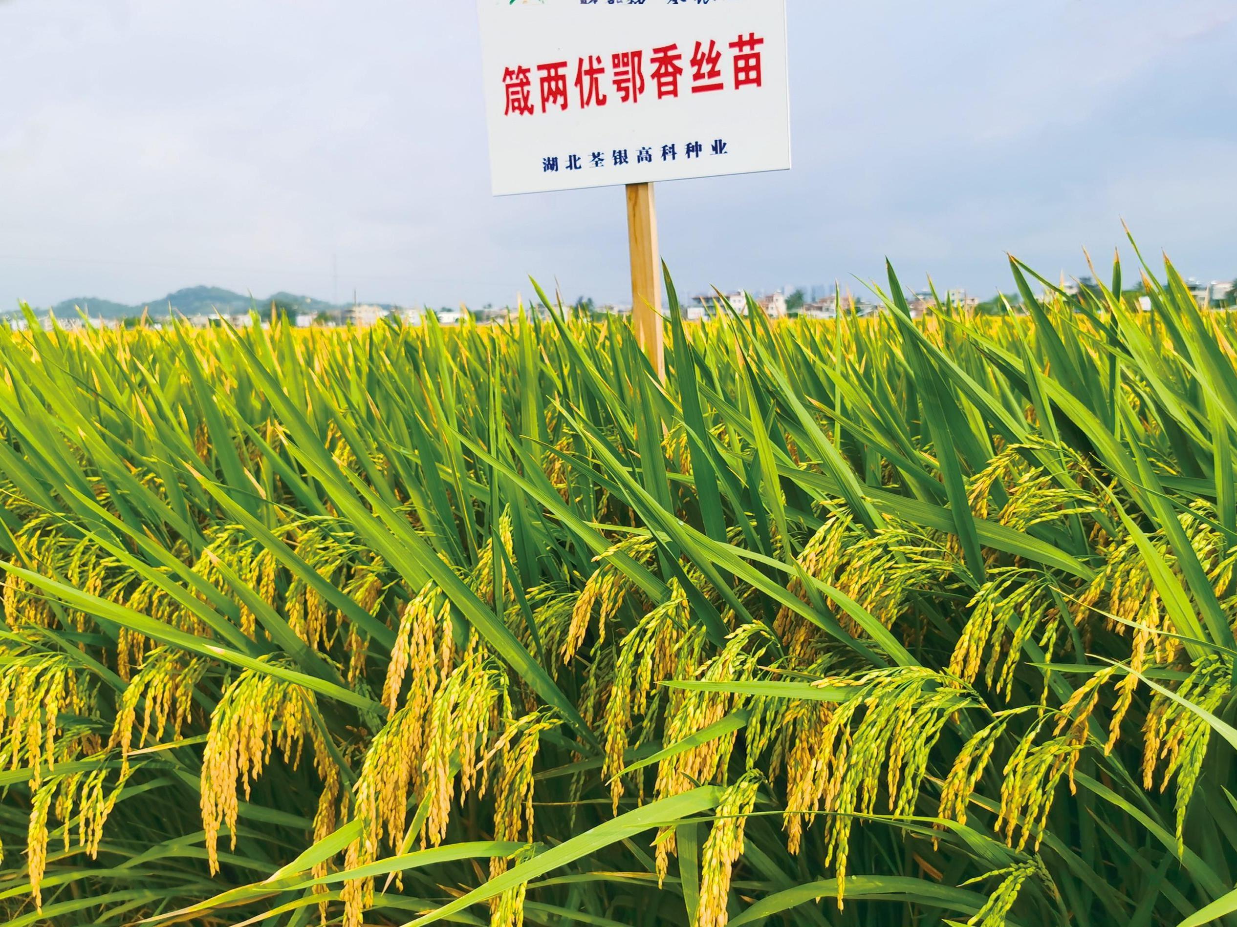 湖北荃銀高科種業(yè) 專(zhuān)注于雜交水稻種子的行業(yè)先鋒